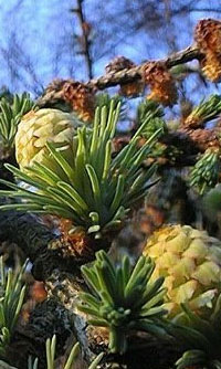 modřínový program