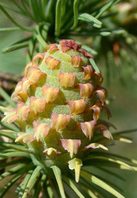 modřínový program