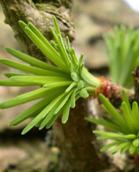 modřínový program