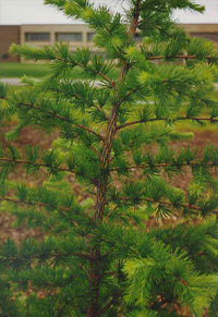 modřínový program