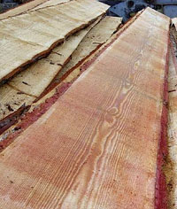 modřínový program