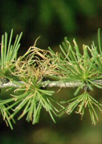 modřínový program