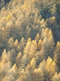 modřínový program